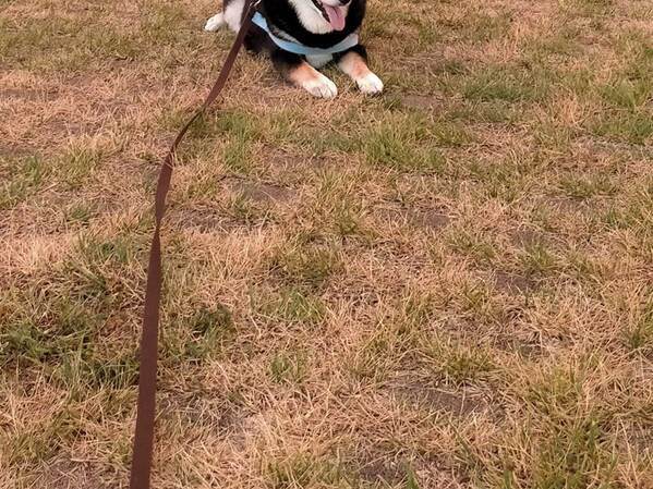 散歩中『帰宅拒否』をした犬　1時間半の攻防の結果に「笑った」「涙が出てくる」