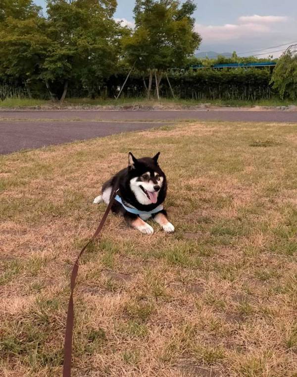 散歩中『帰宅拒否』をした犬　1時間半の攻防の結果に「笑った」「涙が出てくる」