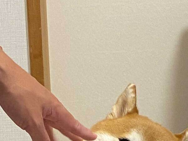 「笑った」「露骨すぎる」　飼い主が柴犬をなでようとしたら…？