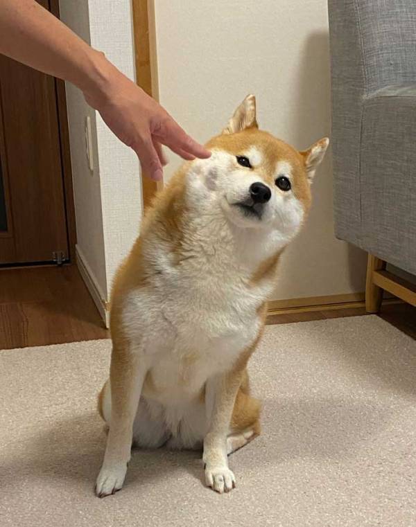 「笑った」「露骨すぎる」　飼い主が柴犬をなでようとしたら…？