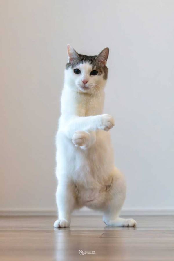 「我が家の『猗窩座』」　愛猫をとらえた１枚に「芸達者すぎる！」