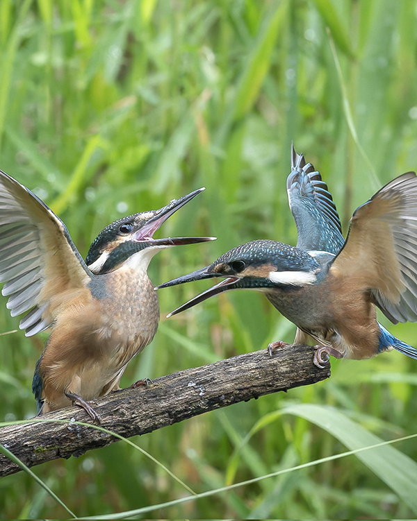 「勝負あり！」　２羽のカワセミの姿に「いい戦いだ」「目が離せない…」