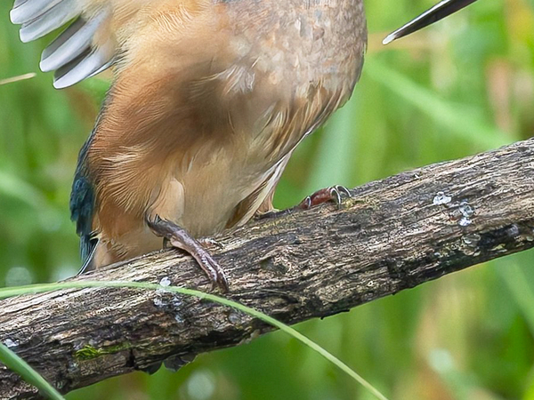 「勝負あり！」　２羽のカワセミの姿に「いい戦いだ」「目が離せない…」