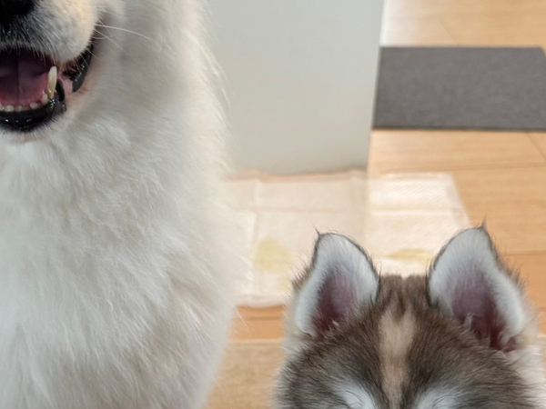 「か、か、か、かわいい…！」　飼い主から『オヤツ』と聞き笑顔になる愛犬、その下では…