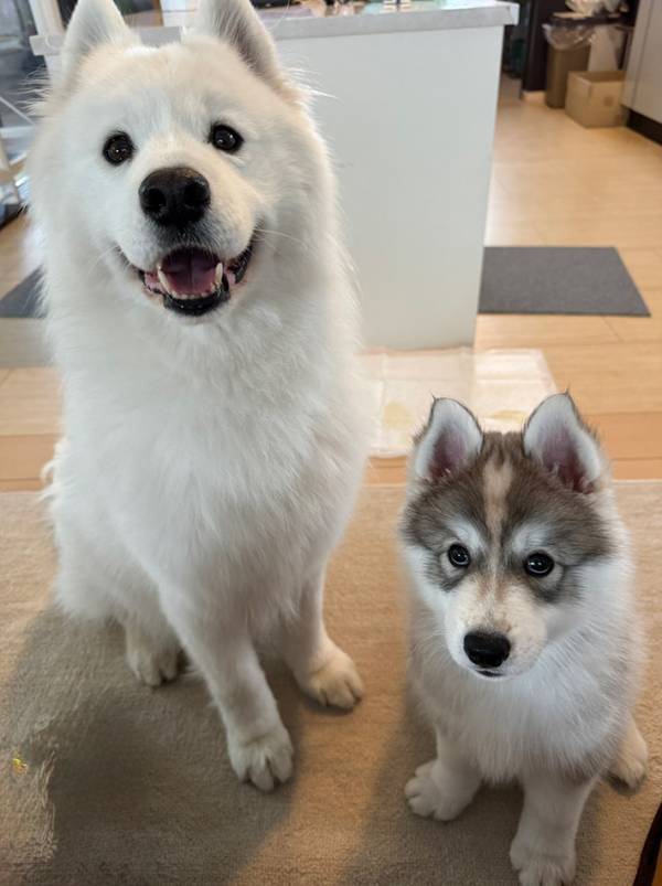 「か、か、か、かわいい…！」　飼い主から『オヤツ』と聞き笑顔になる愛犬、その下では…
