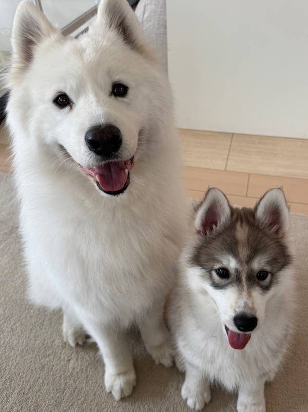 「か、か、か、かわいい…！」　飼い主から『オヤツ』と聞き笑顔になる愛犬、その下では…