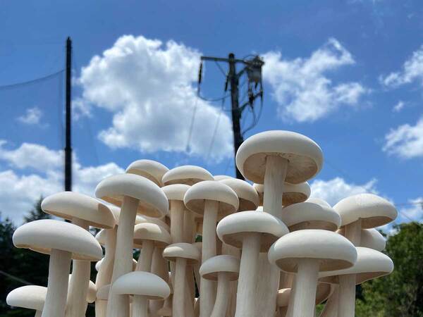 男性が手に持つシメジ　二度見するビジュアル「笑った」「初めて見た」