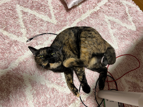 魅惑的な『サビ猫』に反響！　その姿に「セクシーな視線」「絵画にいそうな顔だ」