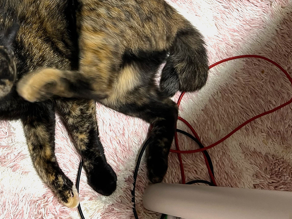 魅惑的な『サビ猫』に反響！　その姿に「セクシーな視線」「絵画にいそうな顔だ」