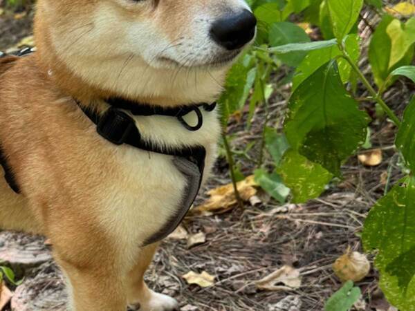 ほかの犬に「ワン！」と吠えられた柴犬　反応に「かわいい」「元気出して」