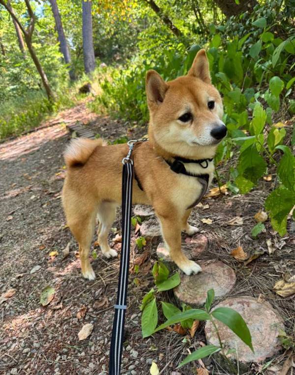 ほかの犬に「ワン！」と吠えられた柴犬　反応に「かわいい」「元気出して」