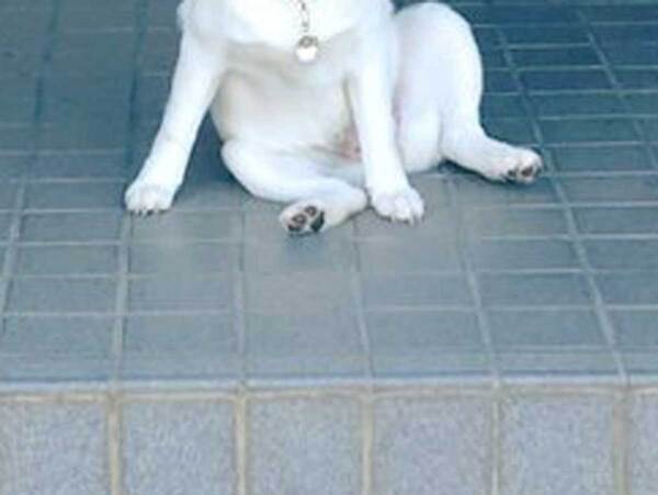 「番犬に向かない」といわれた犬　納得できる1枚に「笑った」「100点満点」