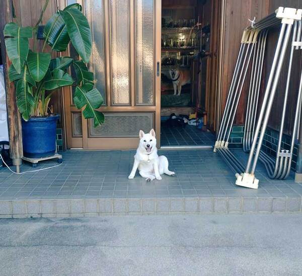 「番犬に向かない」といわれた犬　納得できる1枚に「笑った」「100点満点」