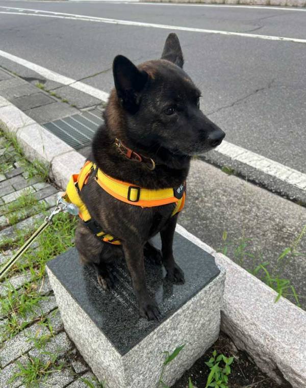 飼い主「銅像」　休憩をする甲斐犬、一礼をしたくなる姿に「神社で見た」「珍しい」