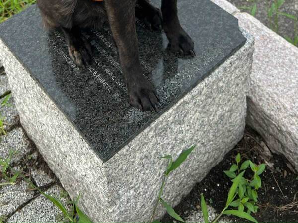 飼い主「銅像」　休憩をする甲斐犬、一礼をしたくなる姿に「神社で見た」「珍しい」