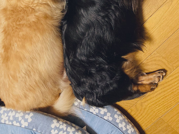 ダックス2匹が仲よく昼寝　すると飼い主が？「100点の光景」「中に入りたい」