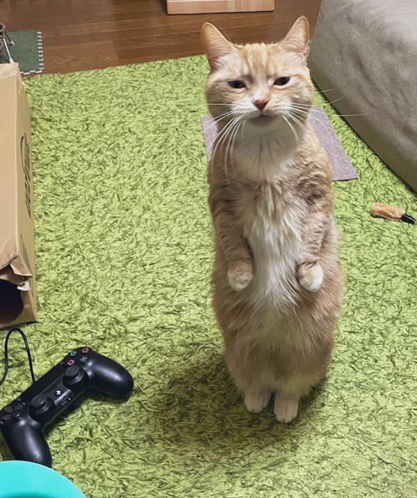 「こんな人間くさい顔する猫いる？」　『立つ』猫の表情に「絵本に出てきそう」