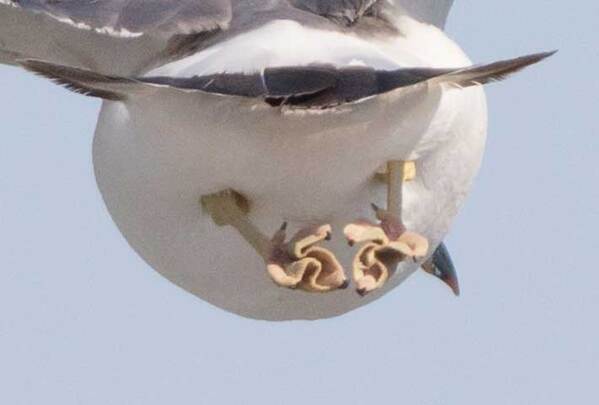 空を飛ぶウミネコ　飛行中の『脚元』に、3万人が注目！「初めて見た」「これは知らなかった」