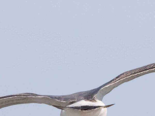 空を飛ぶウミネコ　飛行中の『脚元』に、3万人が注目！「初めて見た」「これは知らなかった」