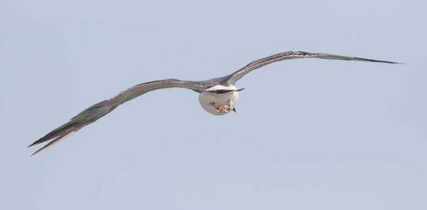 空を飛ぶウミネコ　飛行中の『脚元』に、3万人が注目！「初めて見た」「これは知らなかった」