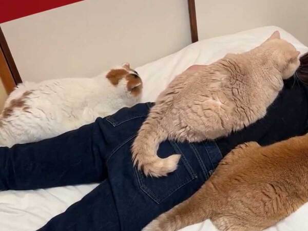 夏バテして休む母親　すると猫が…「さらにバテそう」「最高に幸せな光景」