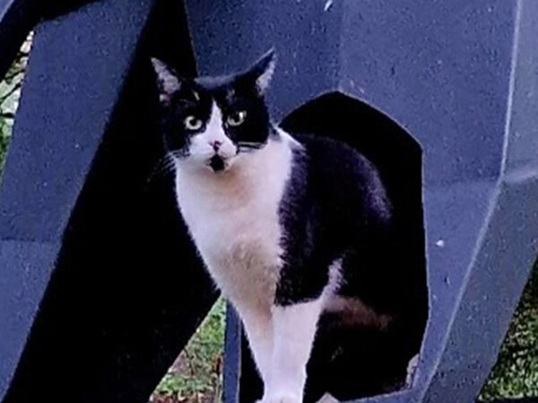 「大金払ってでも欲しい！」　飼い主が愛猫のために『作ったもの』に仰天