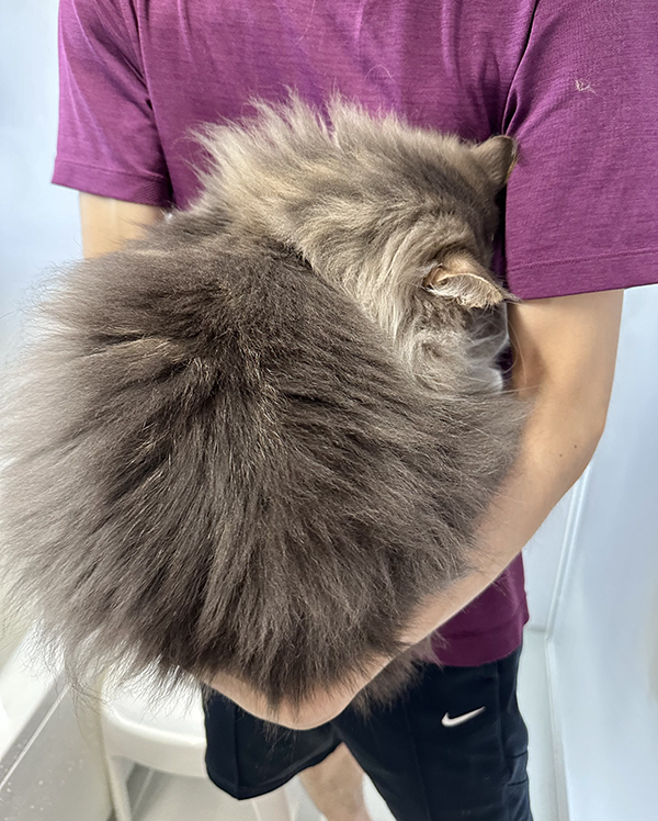 シャンプーが嫌な猫　見せた姿に「ごめん笑ったわ」「どういうこと！？」