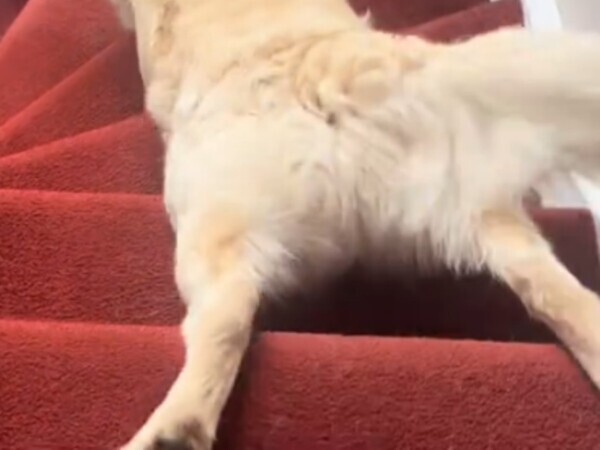 飼い主「彼は普通じゃない」　ゴールデンレトリバーの階段の下り方が？