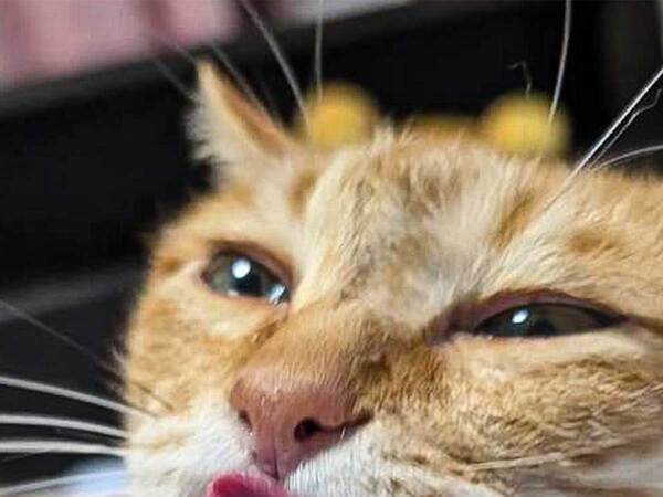 猫を見て『ルマンド』と言ったワケ　納得の1枚に「声出して笑った」「器用すぎる」