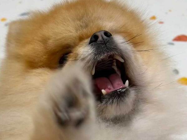 好物を前にした犬　その後の行動が？「爆笑」「気合いを感じる」