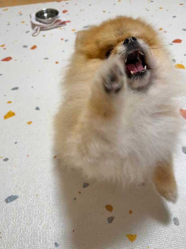 好物を前にした犬　その後の行動が？「爆笑」「気合いを感じる」