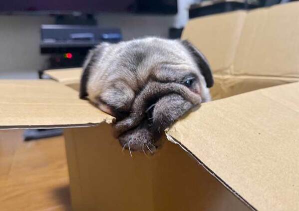 ダンボールにもたれる犬　顔を見た飼い主が？「涙が出た」「溶けたアイスクリームだ」