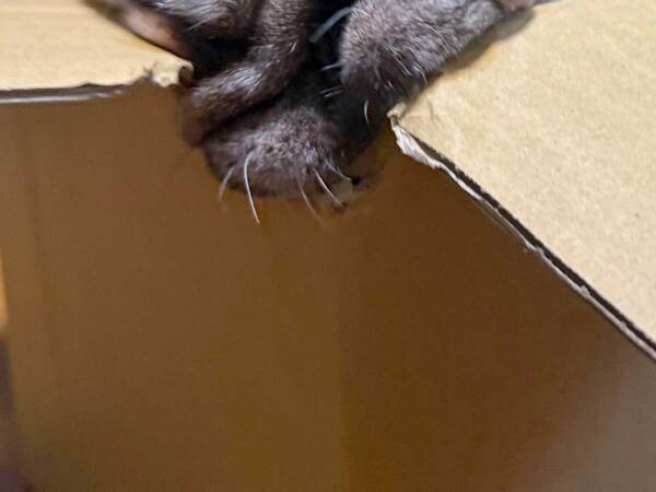 ダンボールにもたれる犬　顔を見た飼い主が？「涙が出た」「溶けたアイスクリームだ」