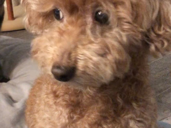 愛犬を『ガン見』していたのは…　その光景に「笑った」「こういうの大好物です」