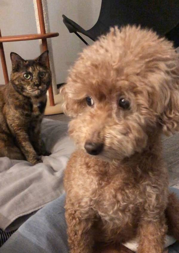 愛犬を『ガン見』していたのは…　その光景に「笑った」「こういうの大好物です」