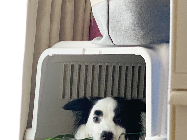 「笹が何者かに盗まれた！」　捉えた犯人の姿が？「やってるな…」「100点のドヤ顔」