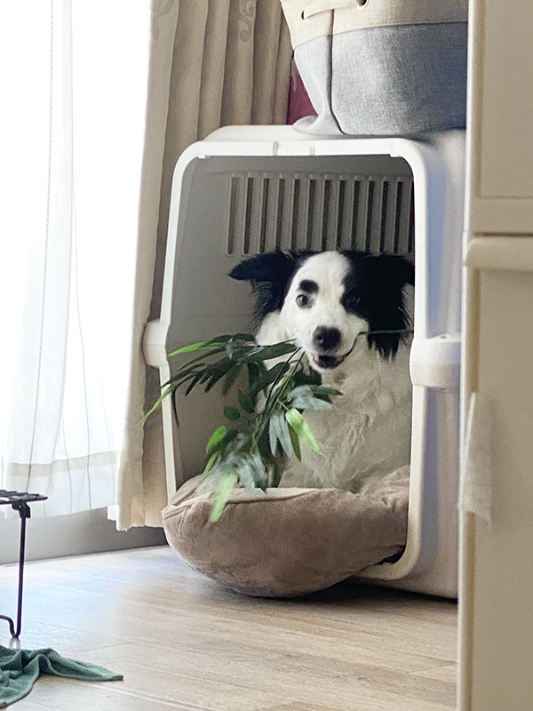 「笹が何者かに盗まれた！」　捉えた犯人の姿が？「やってるな…」「100点のドヤ顔」