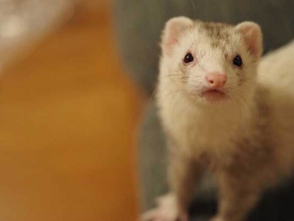 妻「夫にカメラを渡したら…」　写真に「笑ってしまった」「素晴らしい！」