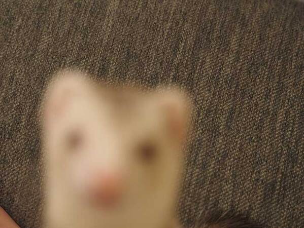 妻「夫にカメラを渡したら…」　写真に「笑ってしまった」「素晴らしい！」