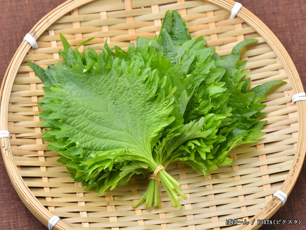 トマトと大葉、あと1つ…　簡単『夏野菜レシピ』に「今日の夕飯はこれ！」
