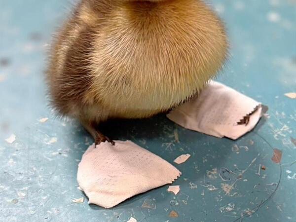 保護したヒナの１羽に違和感…　脚を見ると？