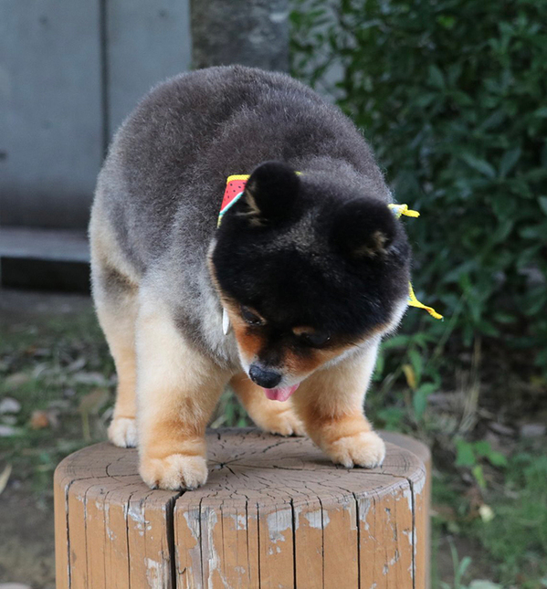 「実家の玄関で見たような…」　犬とは思えないポメの姿に「完璧なフォルム…」