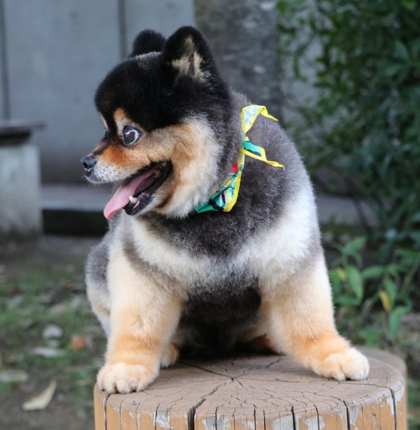「実家の玄関で見たような…」　犬とは思えないポメの姿に「完璧なフォルム…」