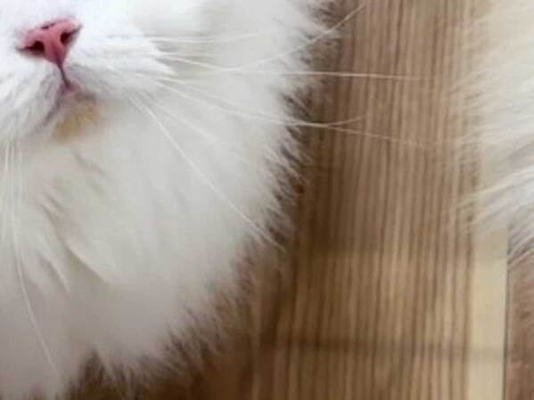 留守番をする犬と猫　帰りが遅くなった飼い主に対し…「尊い」「最高じゃん」