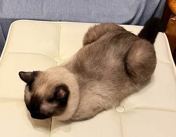 白い毛の猫　6年後の姿に「えー不思議」「日焼けサロンに行った！？」