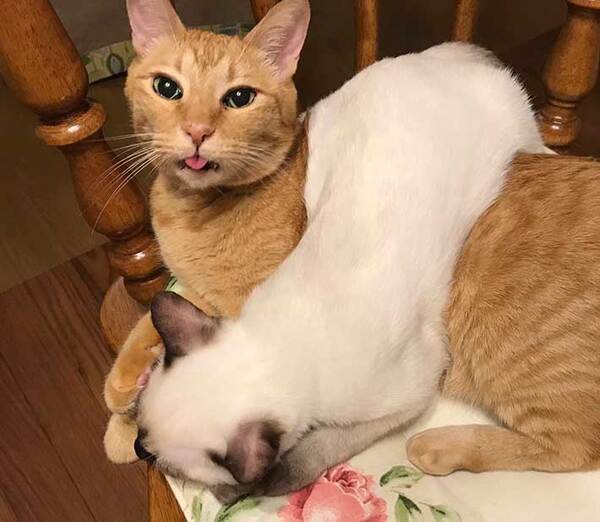 白い毛の猫　6年後の姿に「えー不思議」「日焼けサロンに行った！？」