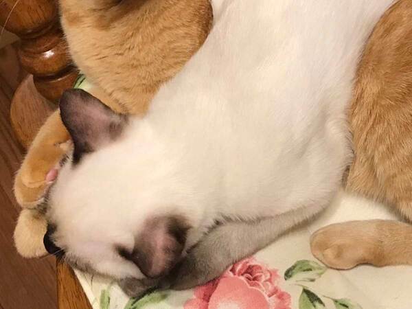 白い毛の猫　6年後の姿に「えー不思議」「日焼けサロンに行った！？」