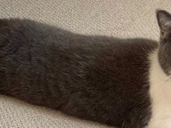 「笑いがこらえきれない」「中身は人間？」　飼い主が振り返ると猫が？