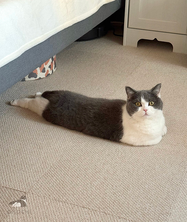 「笑いがこらえきれない」「中身は人間？」　飼い主が振り返ると猫が？