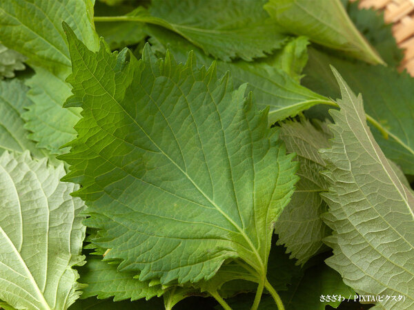 すぐに使える小川菜摘のシソ保存法！「早速やってみます」の声が続々と寄せられる
